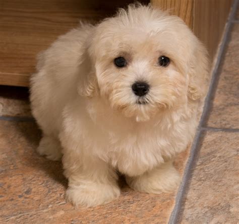 At Uptown, we offer a range of Maltipoo pups from vetted breeders around the US. . Maltipoo for sale nyc